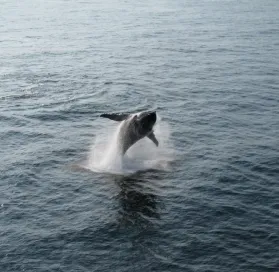 IMG 0605